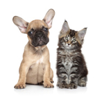 Animaux de compagnie