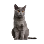 Котки