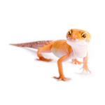 Reptilien & Amphibien